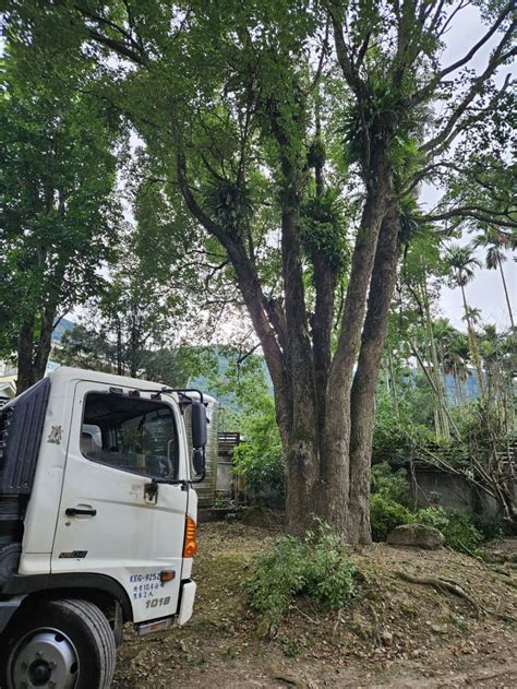 樹木移植注意事項